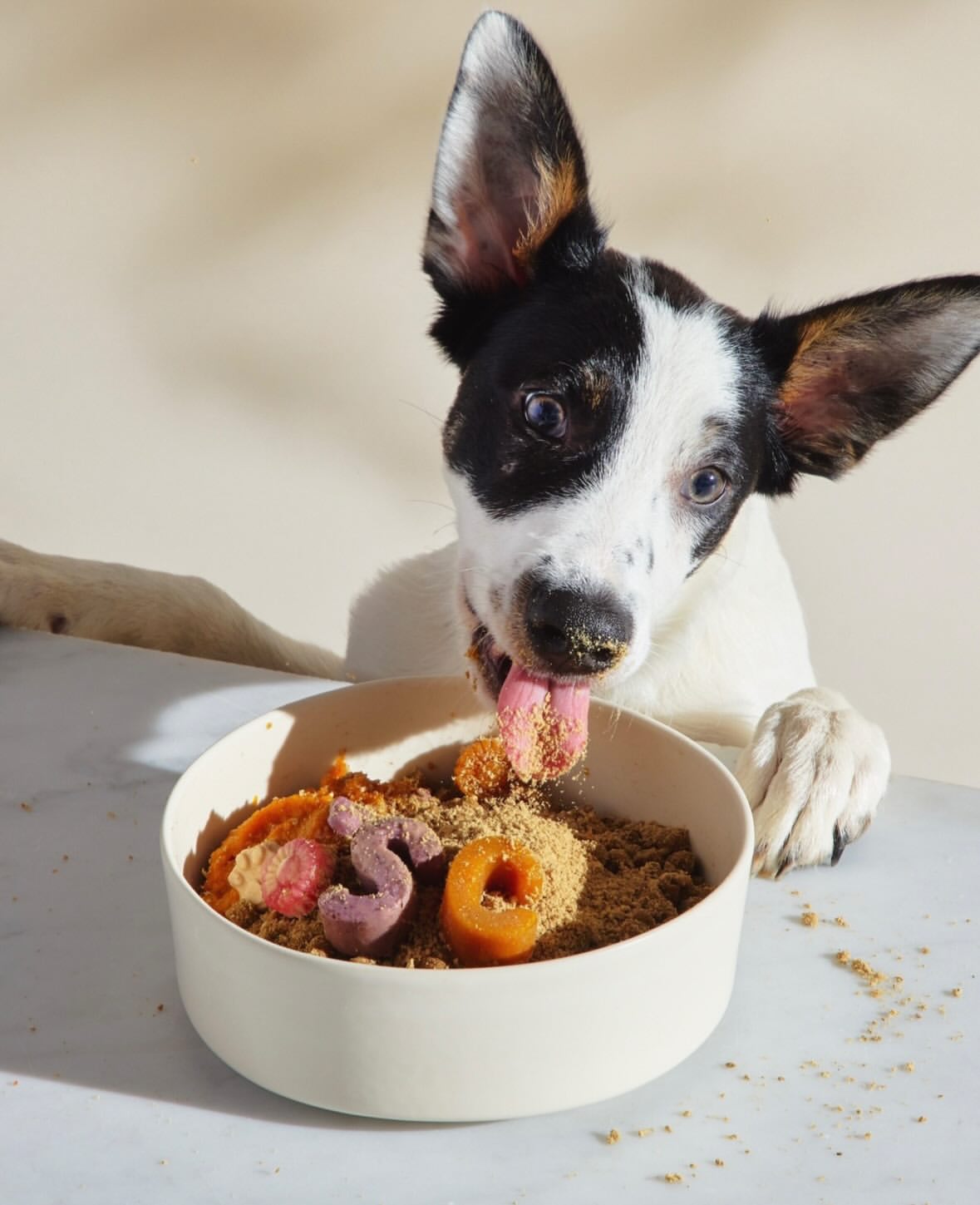 Stella & Chewy's |  Jan. 26