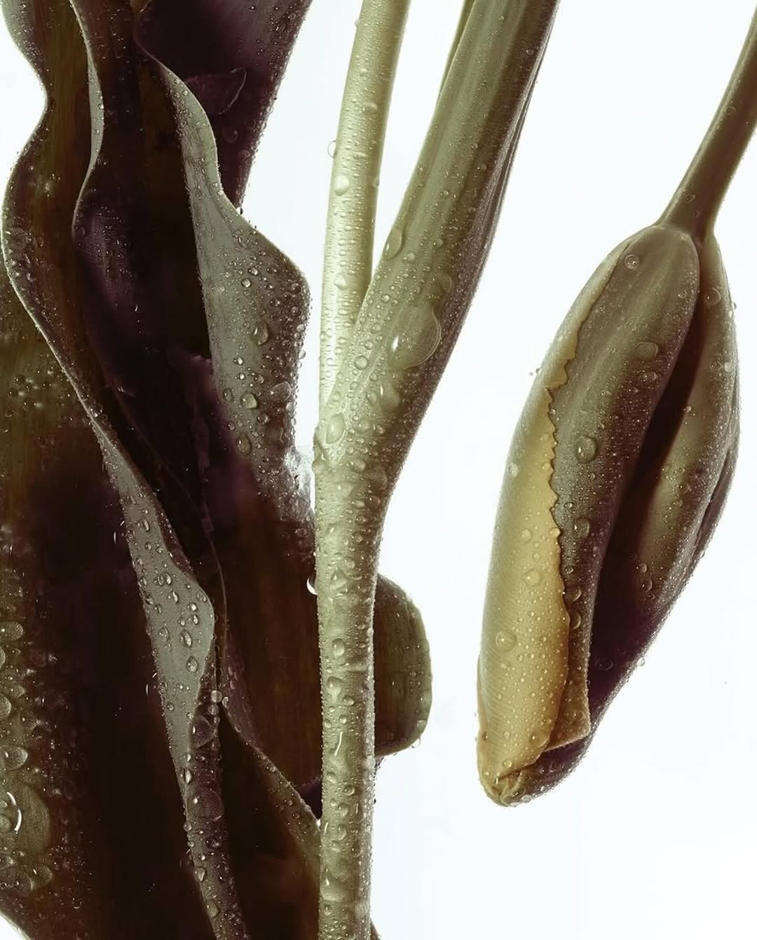 Ines Dieleman Nov. 25