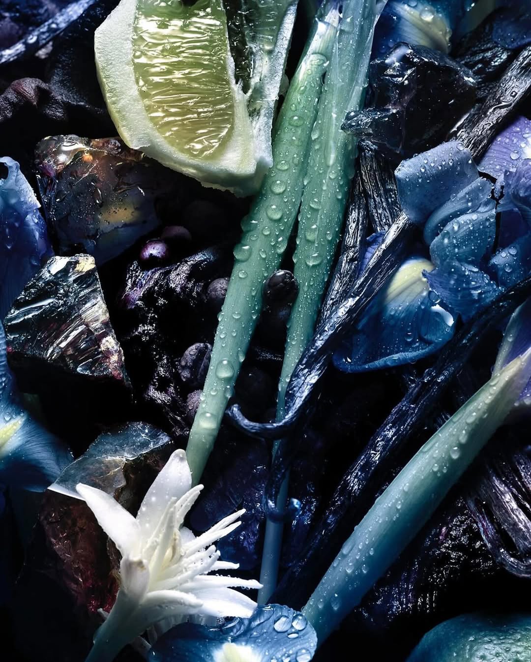 Ines Dieleman Nov. 25