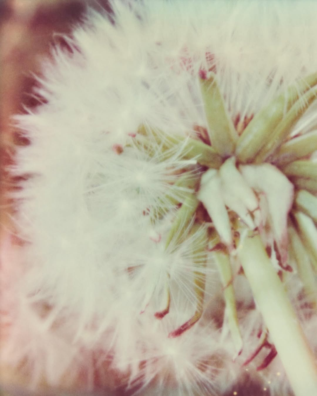 Ines Dieleman X 37.2 Mar. 26