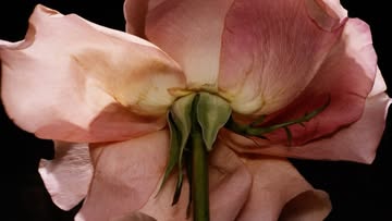 Ines Dieleman X YSL Beauty Apr. 26