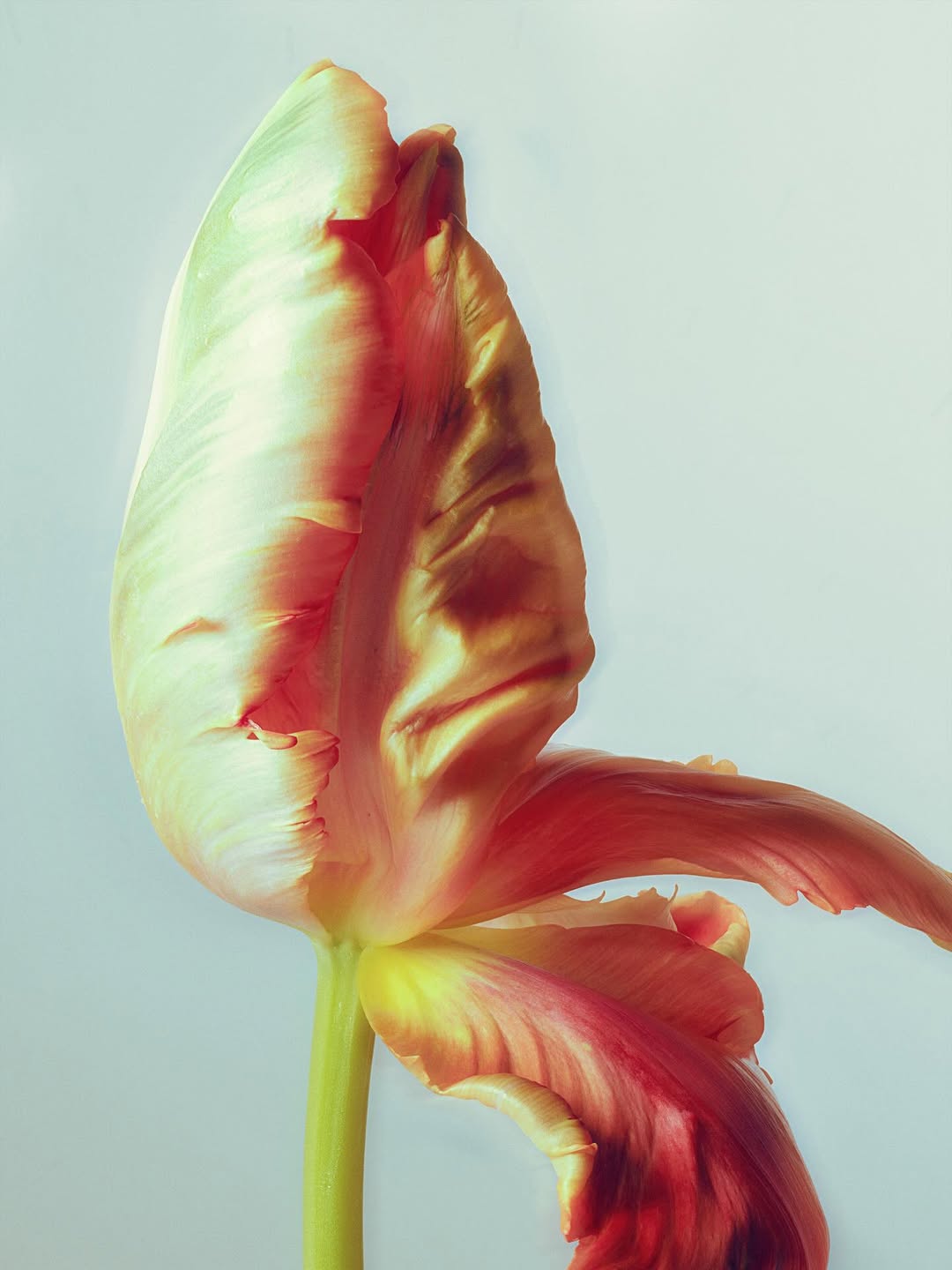 Ines Dieleman Apr. 26