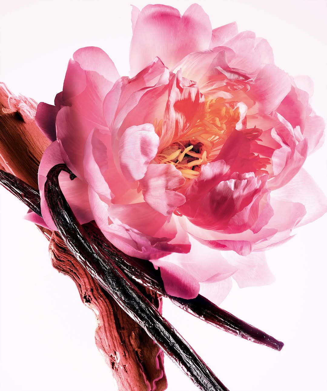 Ines Dieleman X Dior