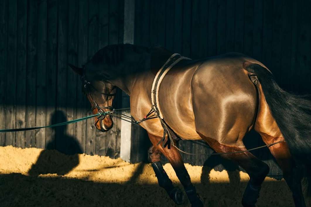Philip Haynes X Harling Wood Stud Jan. 26