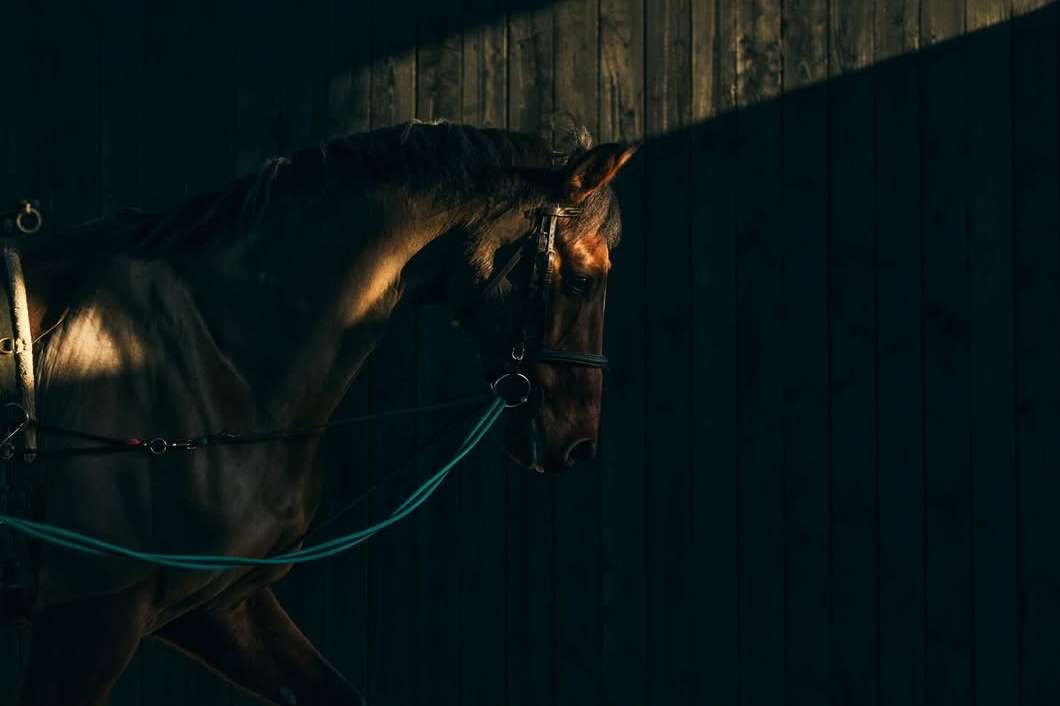 Philip Haynes X Harling Wood Stud