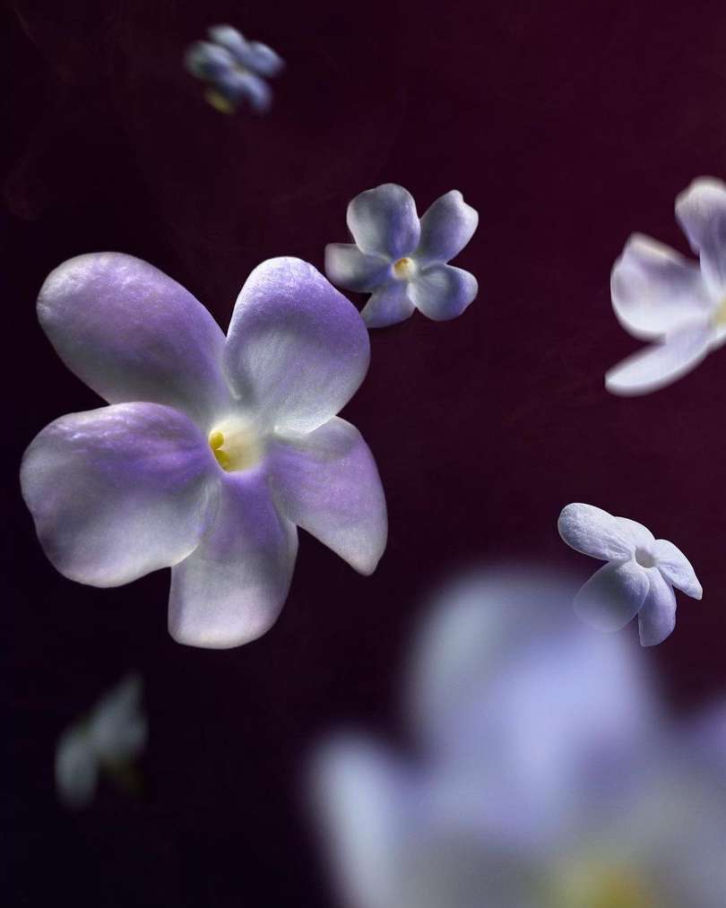 Viktor&Rolf Fragrances |  Sep. 23