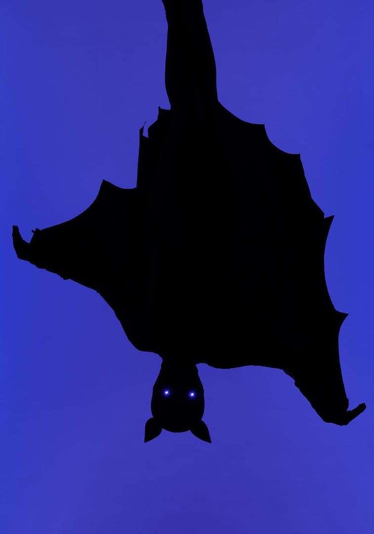 The New York Times for Kids |  Oct. 23