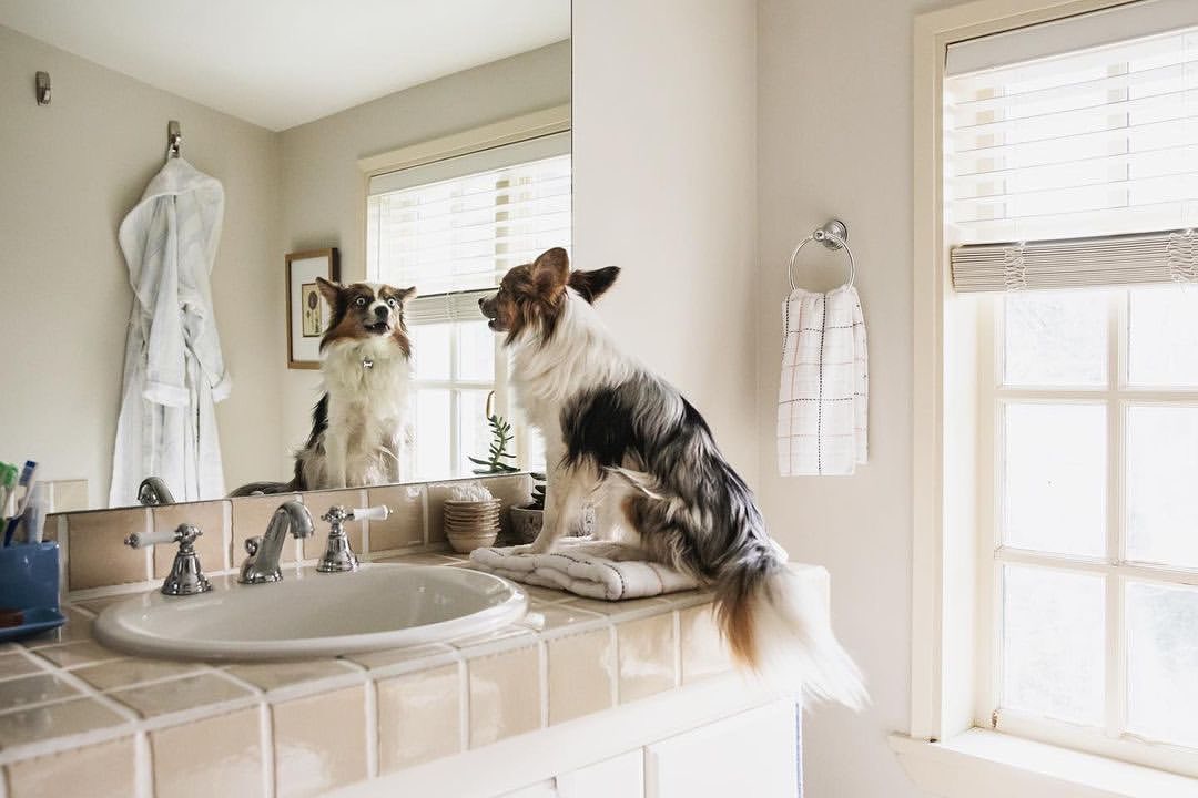 Stella & Chewy's |  Feb. 23