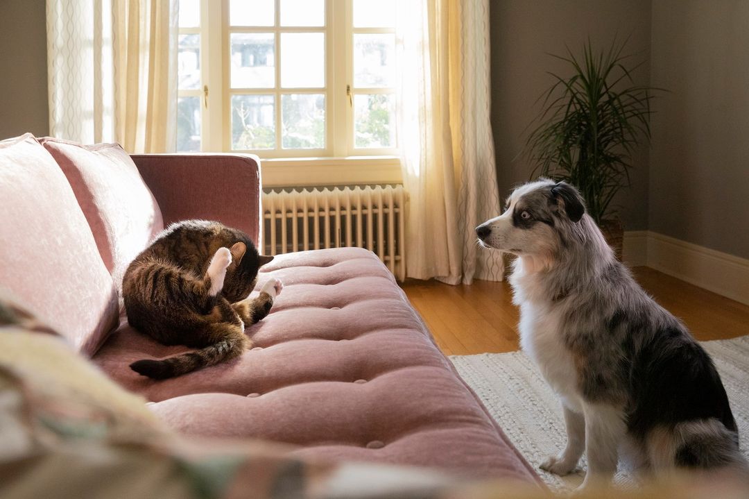 Stella & Chewy's |  Feb. 23