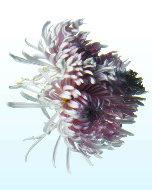 Achille Laplante Le Brun