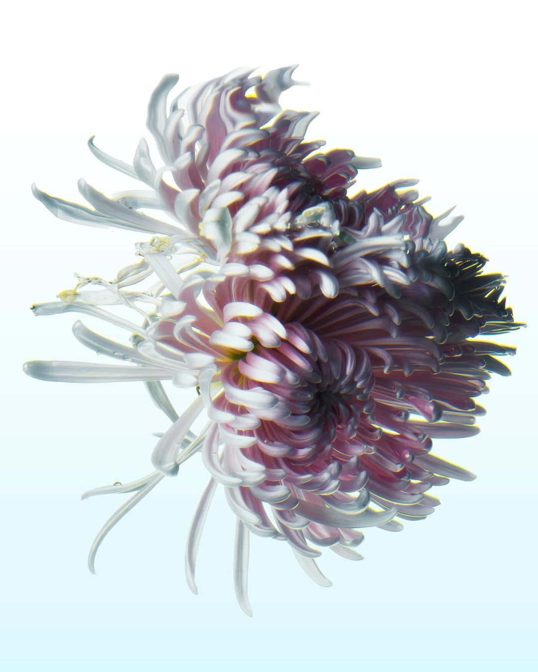 Achille Laplante Le Brun Sep. 25