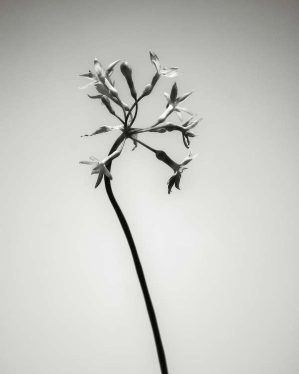 Achille Laplante Le Brun