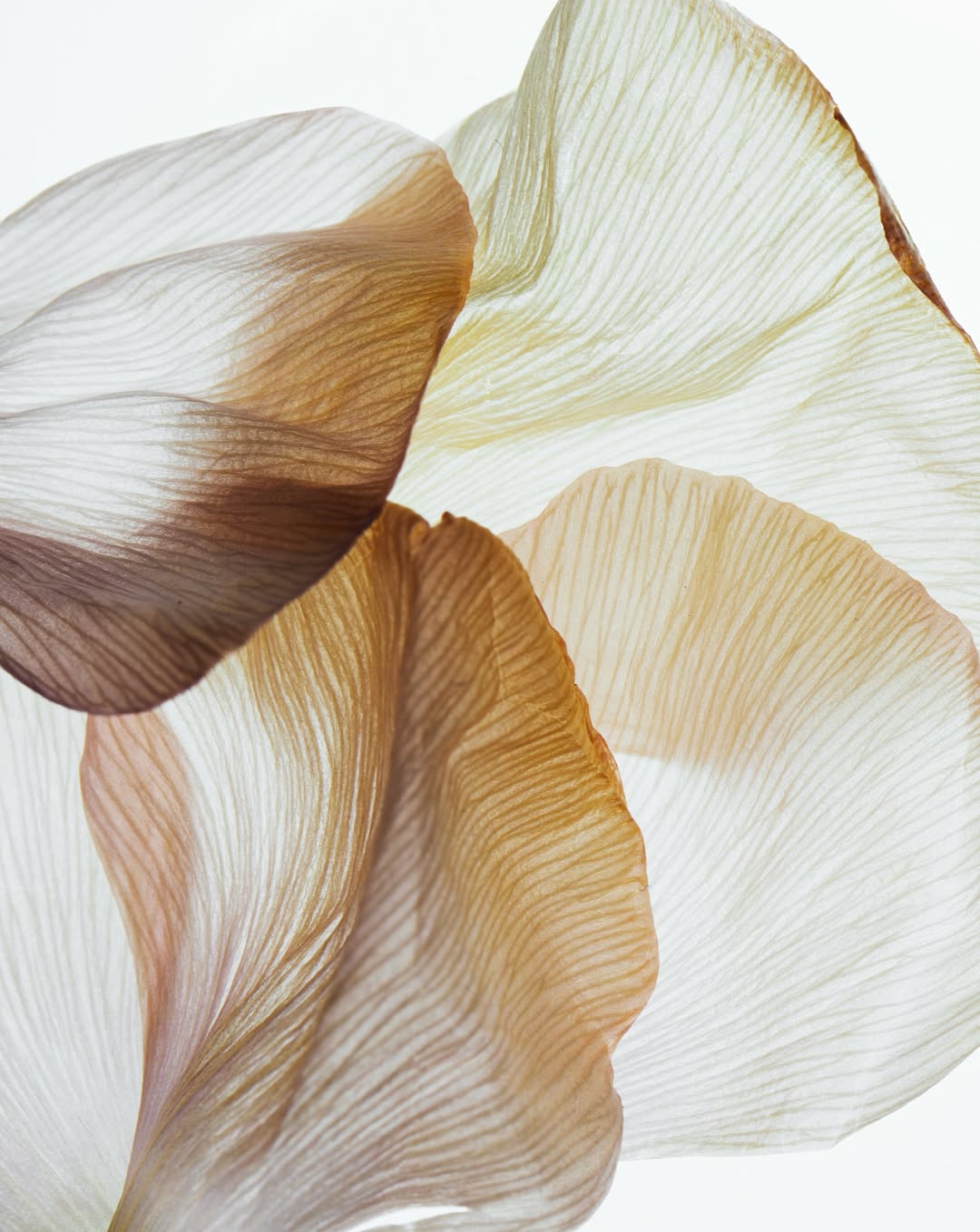 Achille Laplante Le Brun Mar. 26