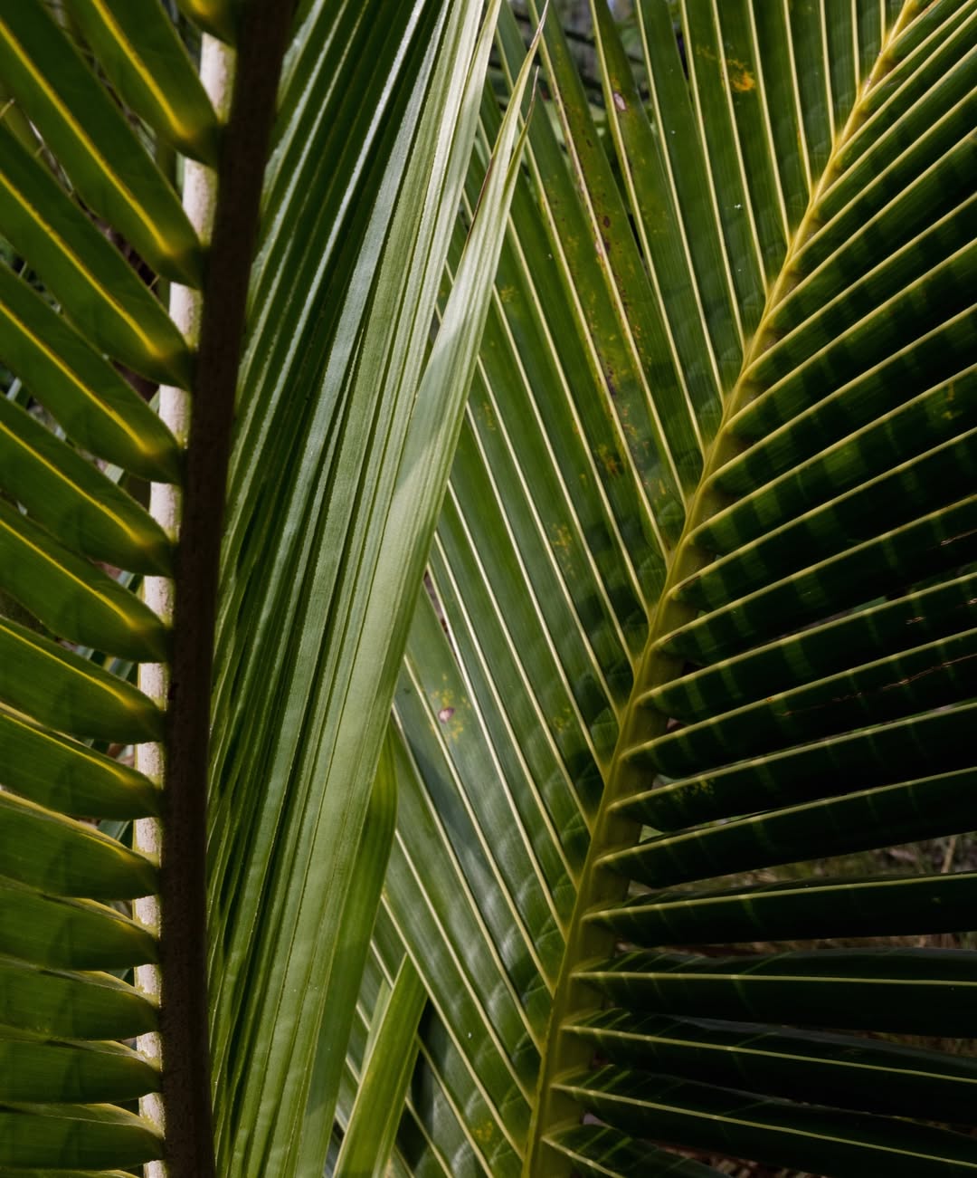 Amanda Julca Oct. 25