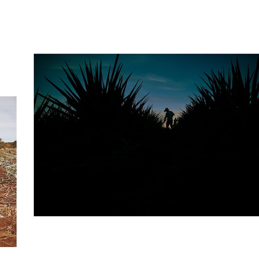 Tequila Cazadores |  Nov. 21