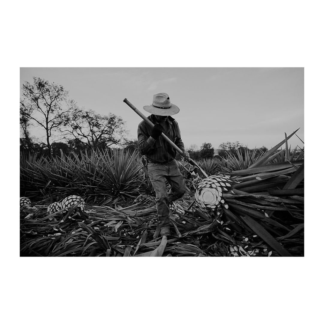 Tequila Cazadores |  Nov. 21