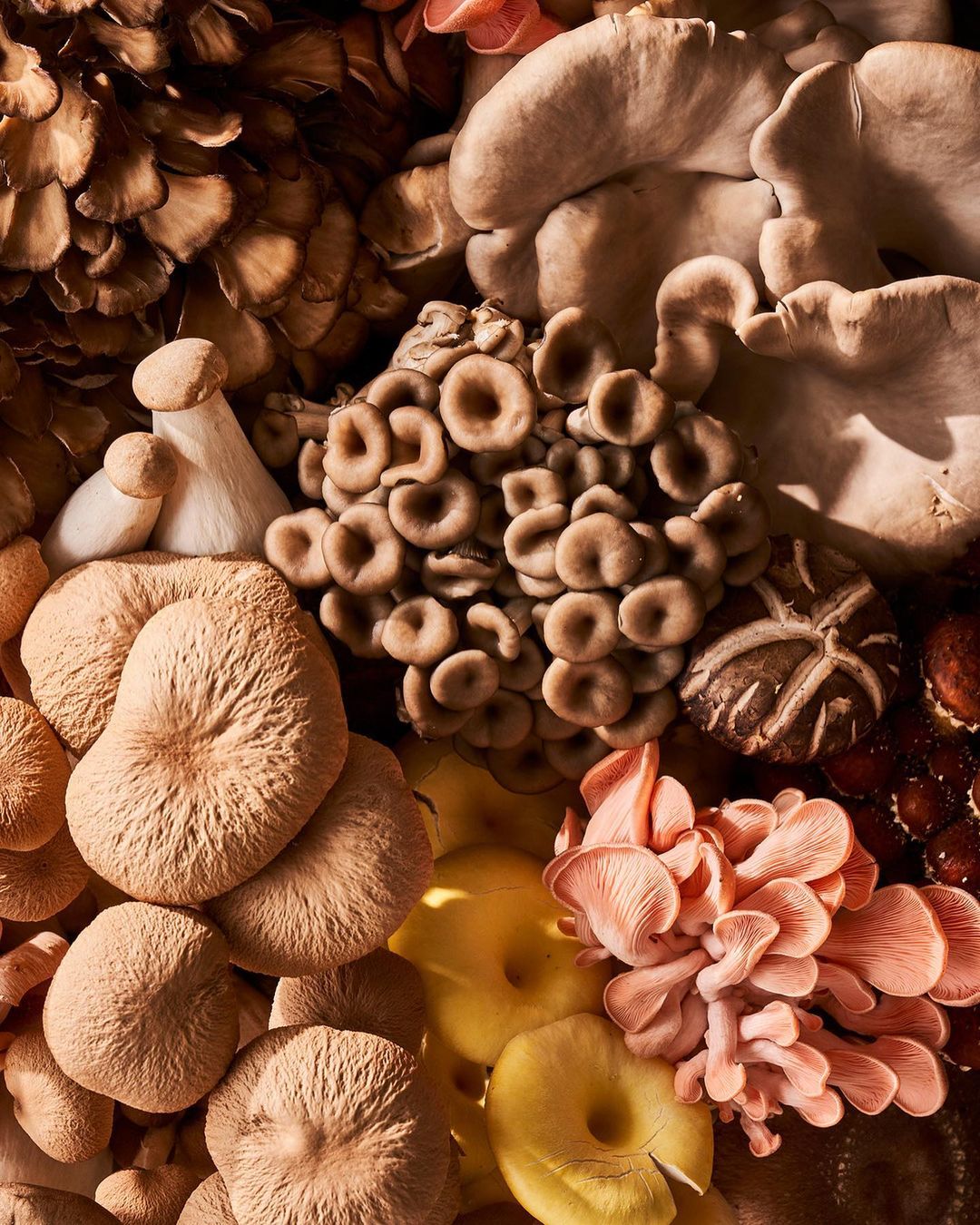 Artisan Books |  Sep. 22