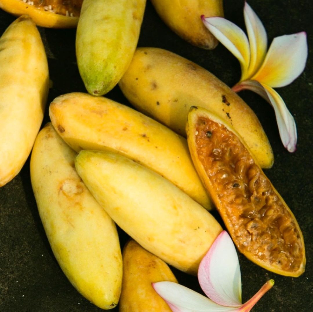 Joaquina Botánica |  Mar. 21