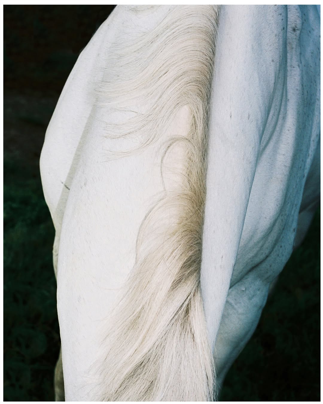 Anouk Nitsche