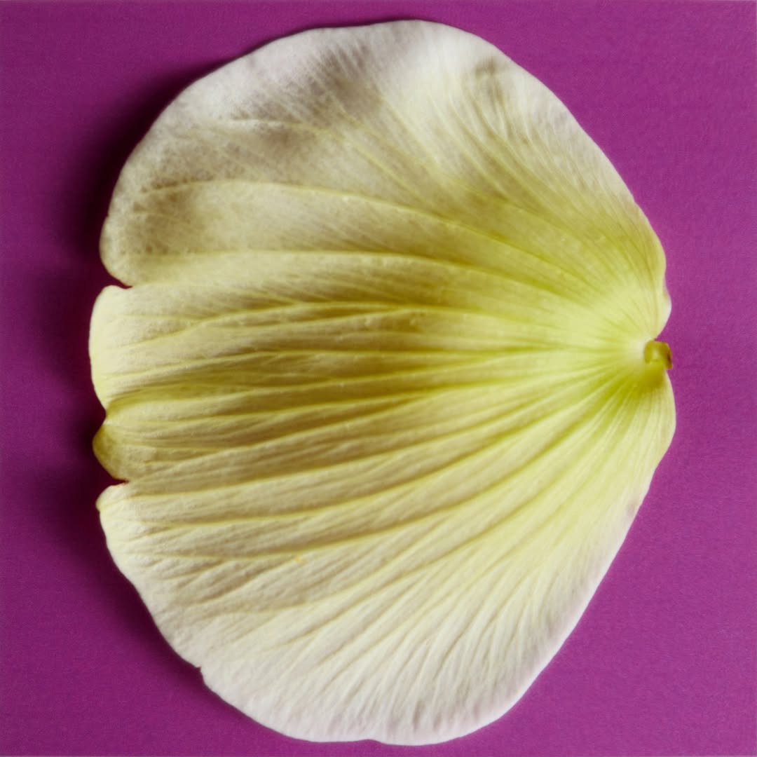 Laure Sée X Louis-Géraud Castor