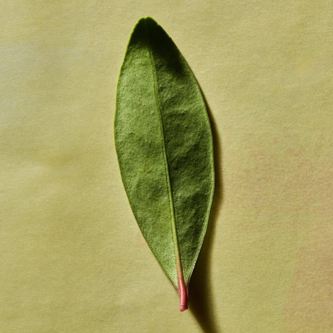 Laure Sée X Louis-Géraud Castor