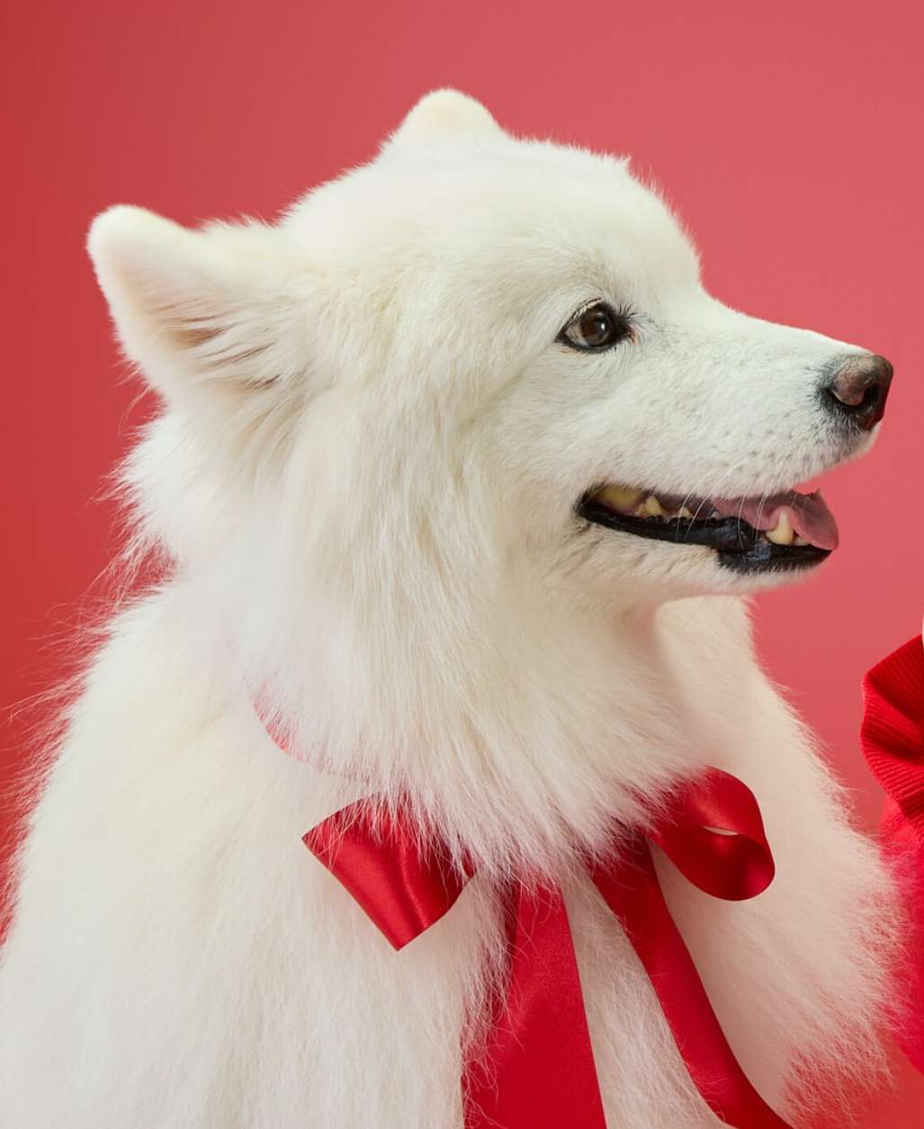 Priscilla Gragg X Target Dec. 25