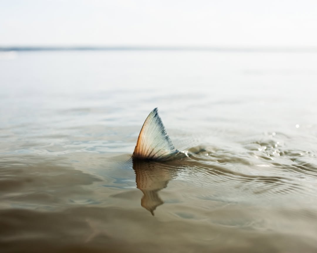 Corey Arnold X Imogen Gallery