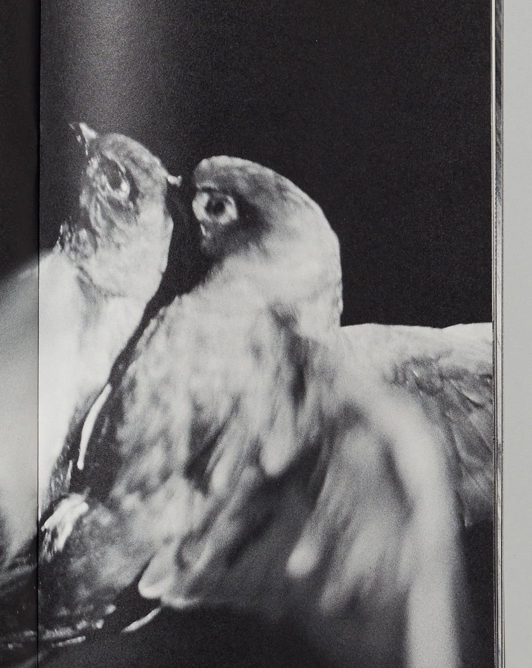 Pre-press for Saint-Laurent fanzine #20 shot by @d...