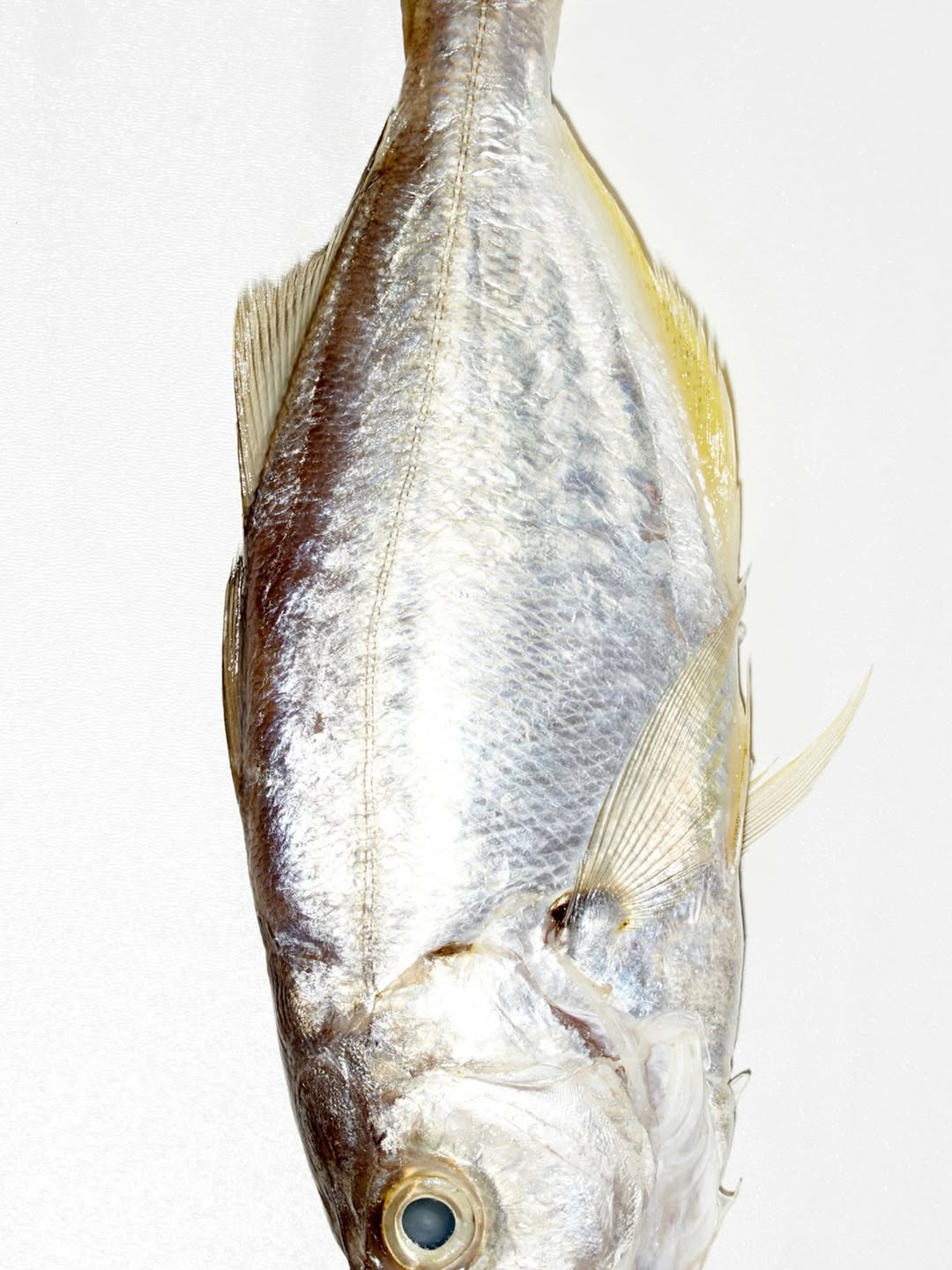 Claire Rothstein Dec. 25