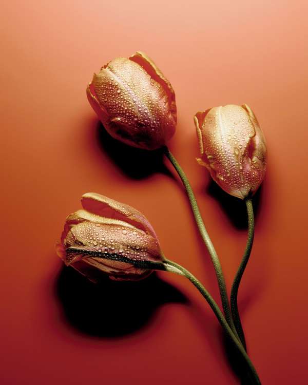 Sebastien Coindre