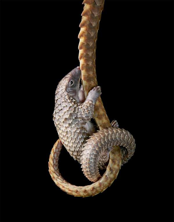 Tim Flach