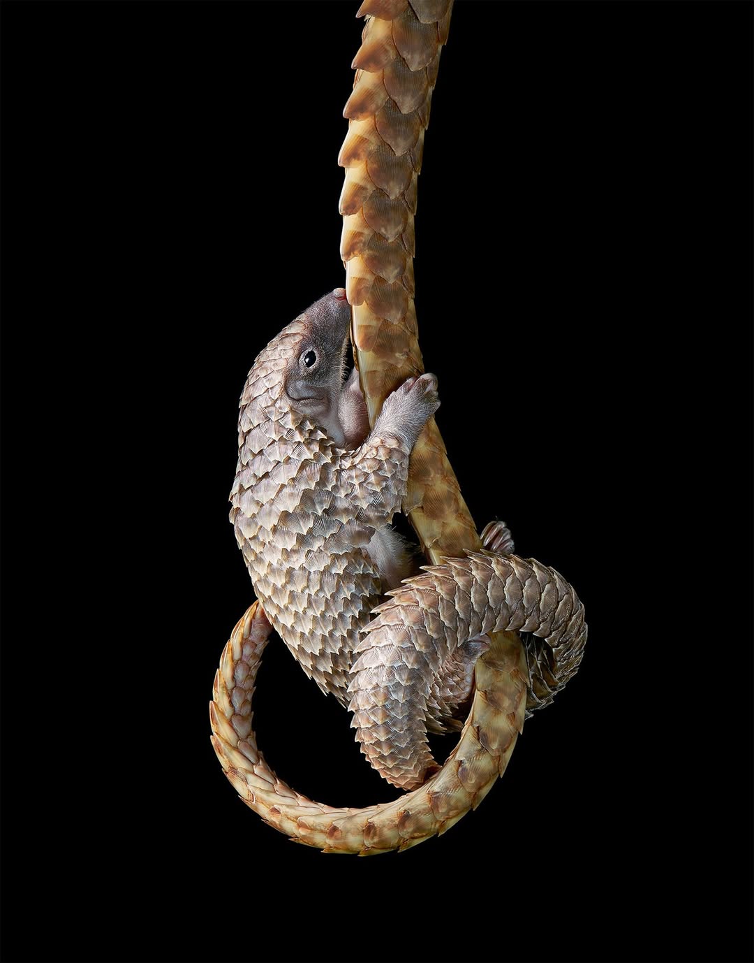 Tim Flach
