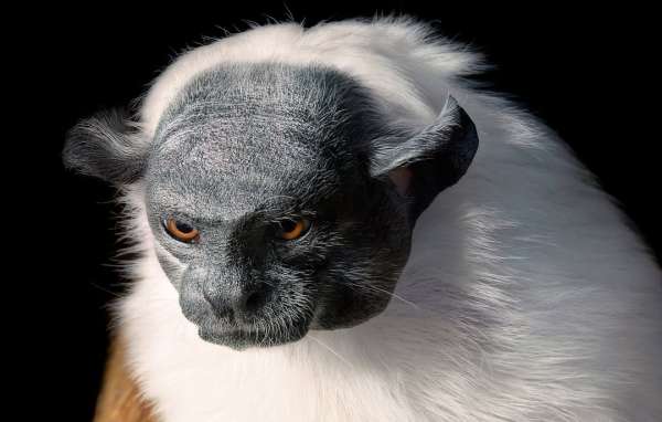 Tim Flach
