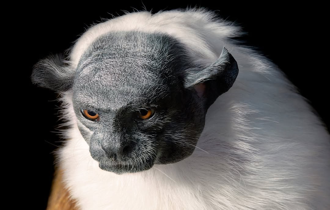Tim Flach