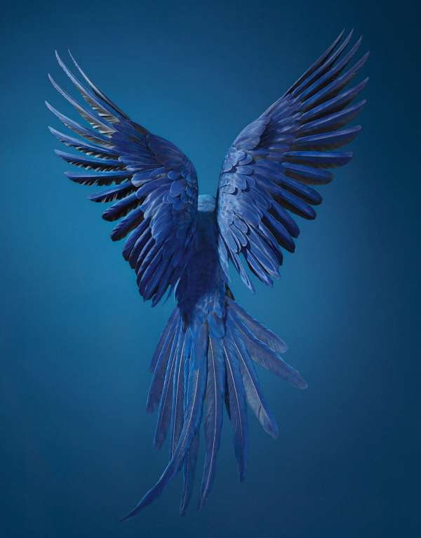 Tim Flach