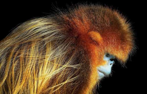 Tim Flach