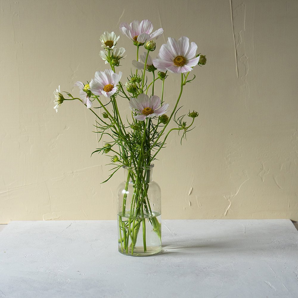 The Wild Virens |  May. 21