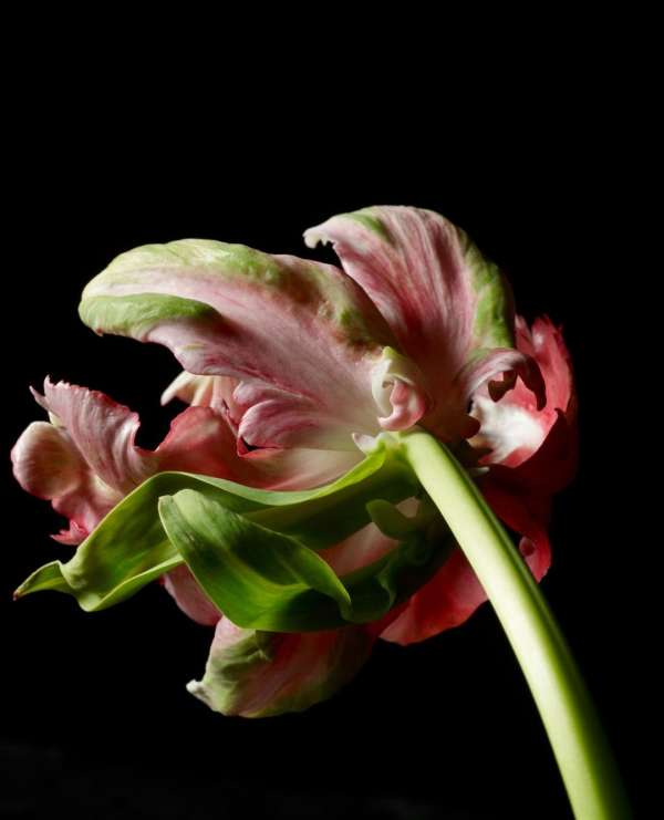 Beth Galton