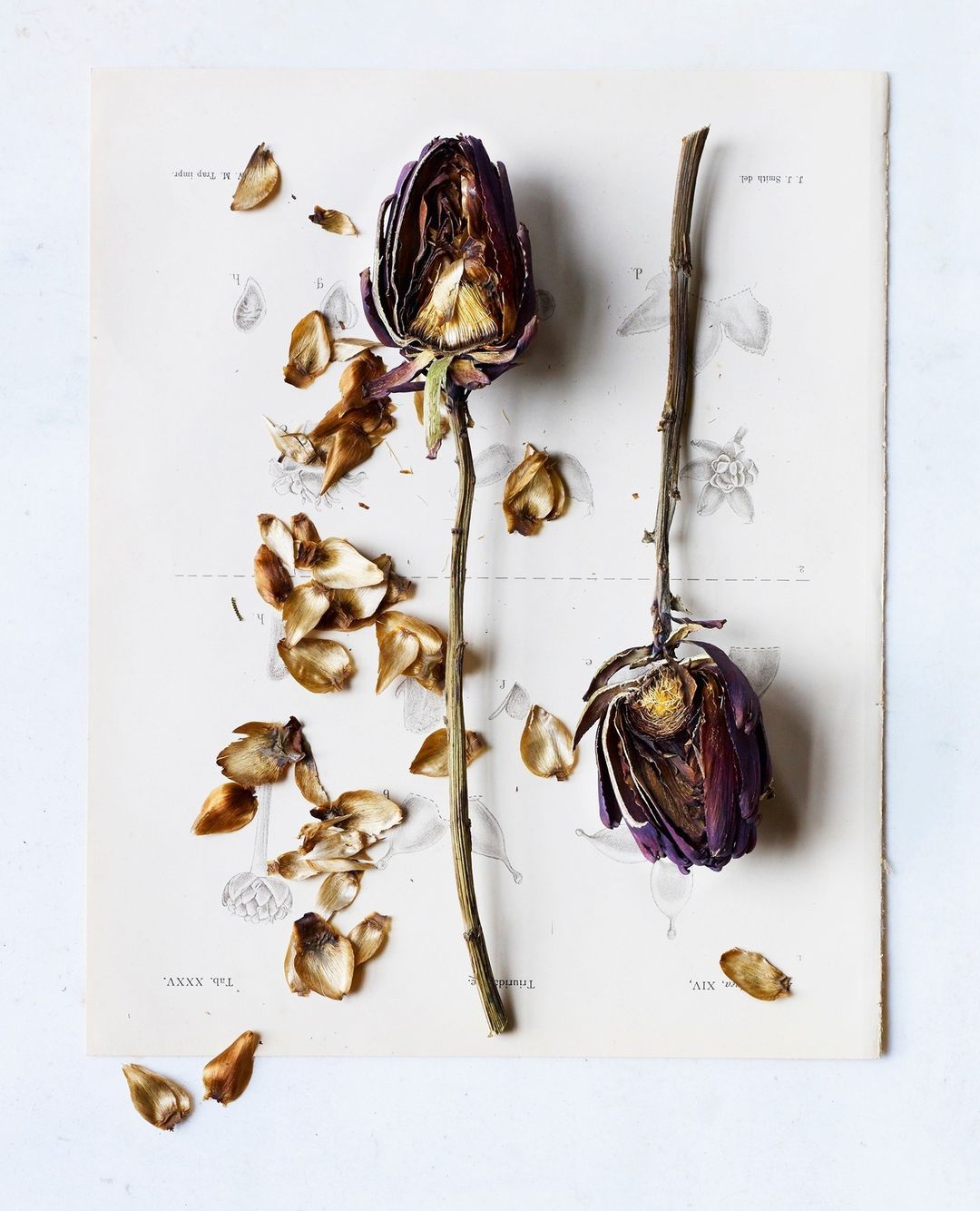 Beth Galton
