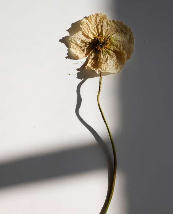 Beth Galton