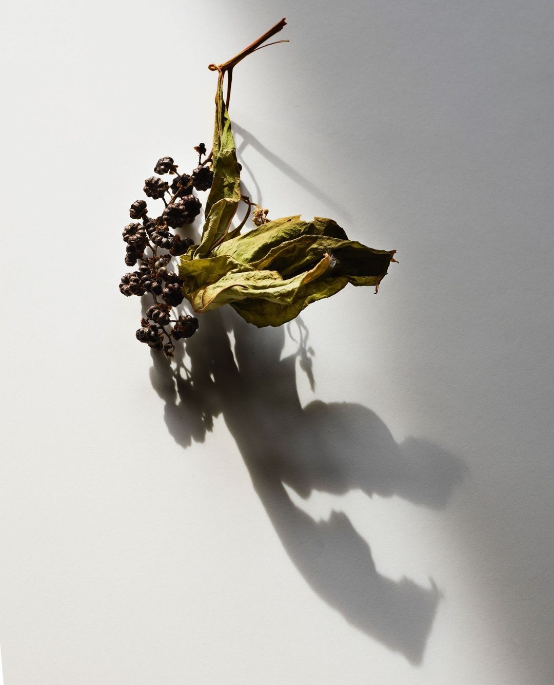 Beth Galton