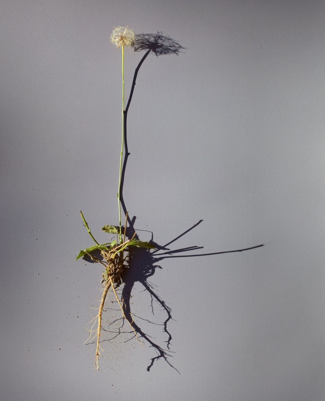 Beth Galton