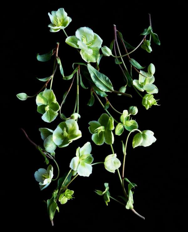 Beth Galton