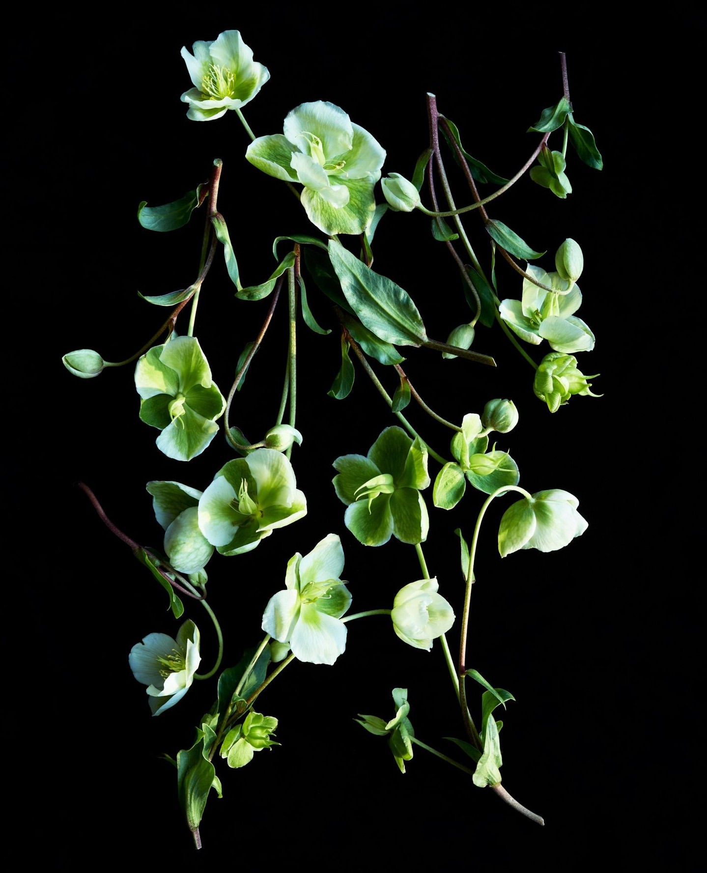 Beth Galton