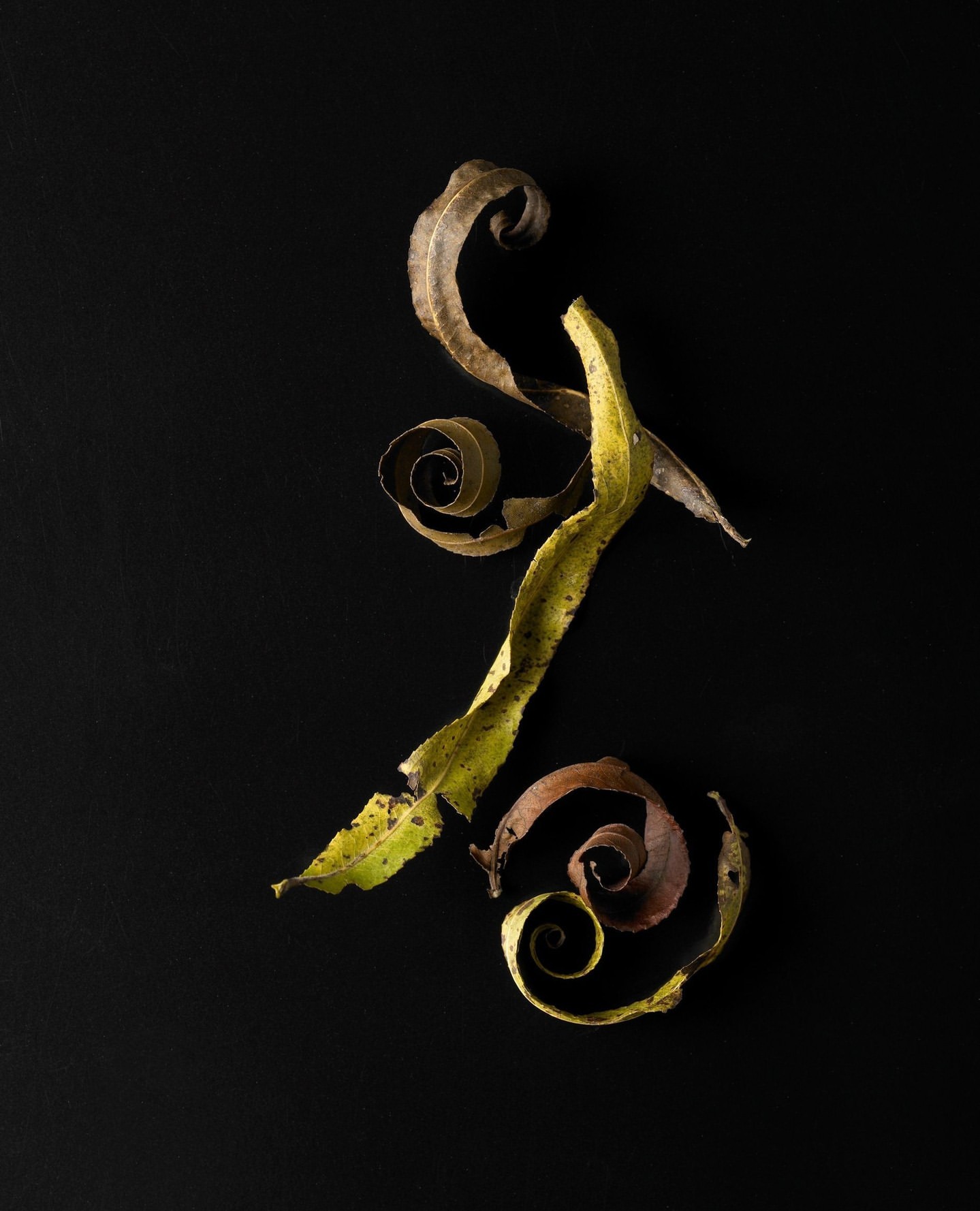 Beth Galton