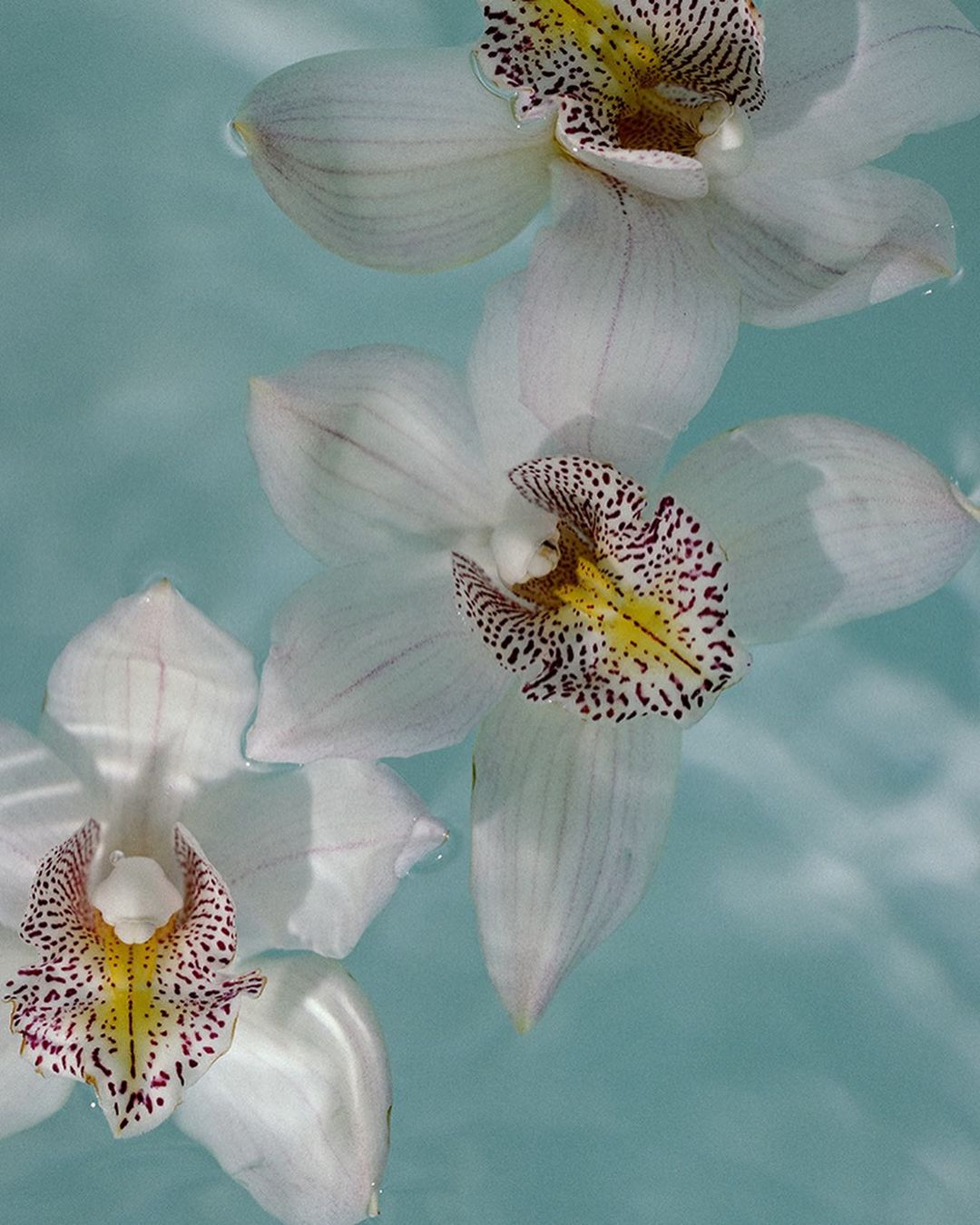 Alia Ala Moana |  May. 23