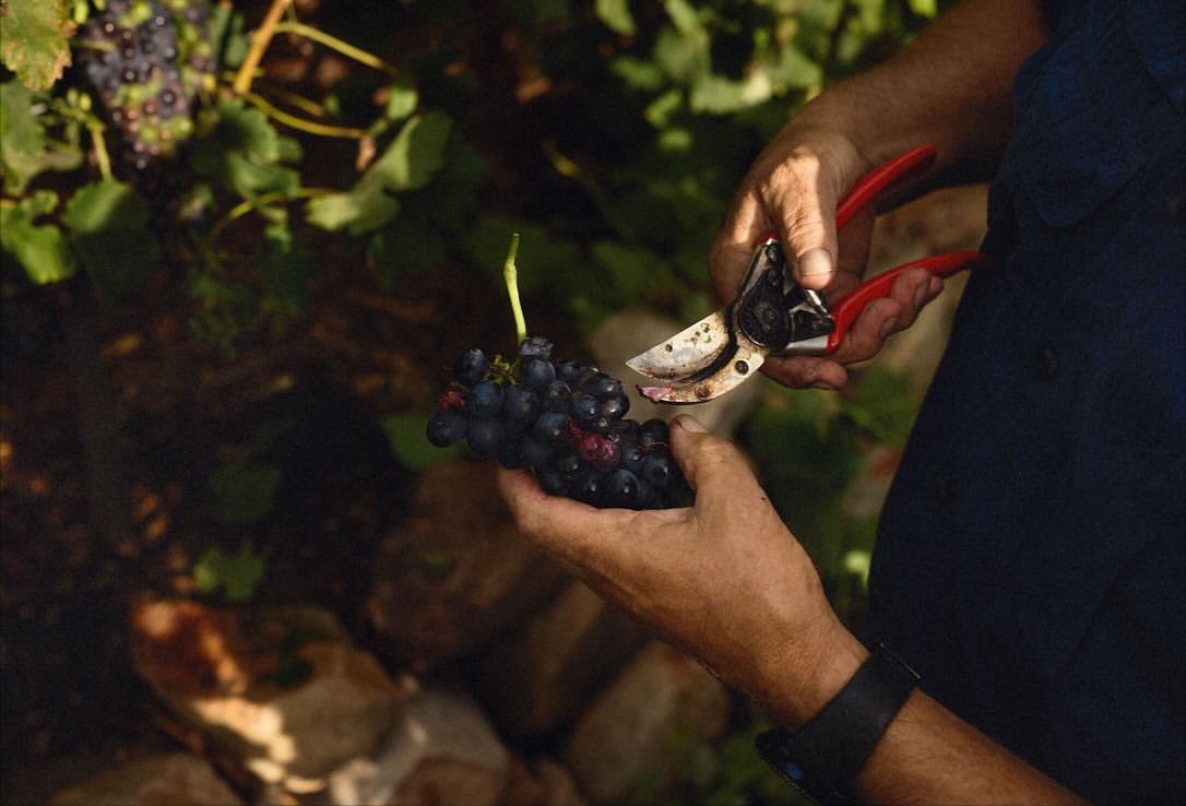 Moritz Leisen X High Constantia Wine Cellar