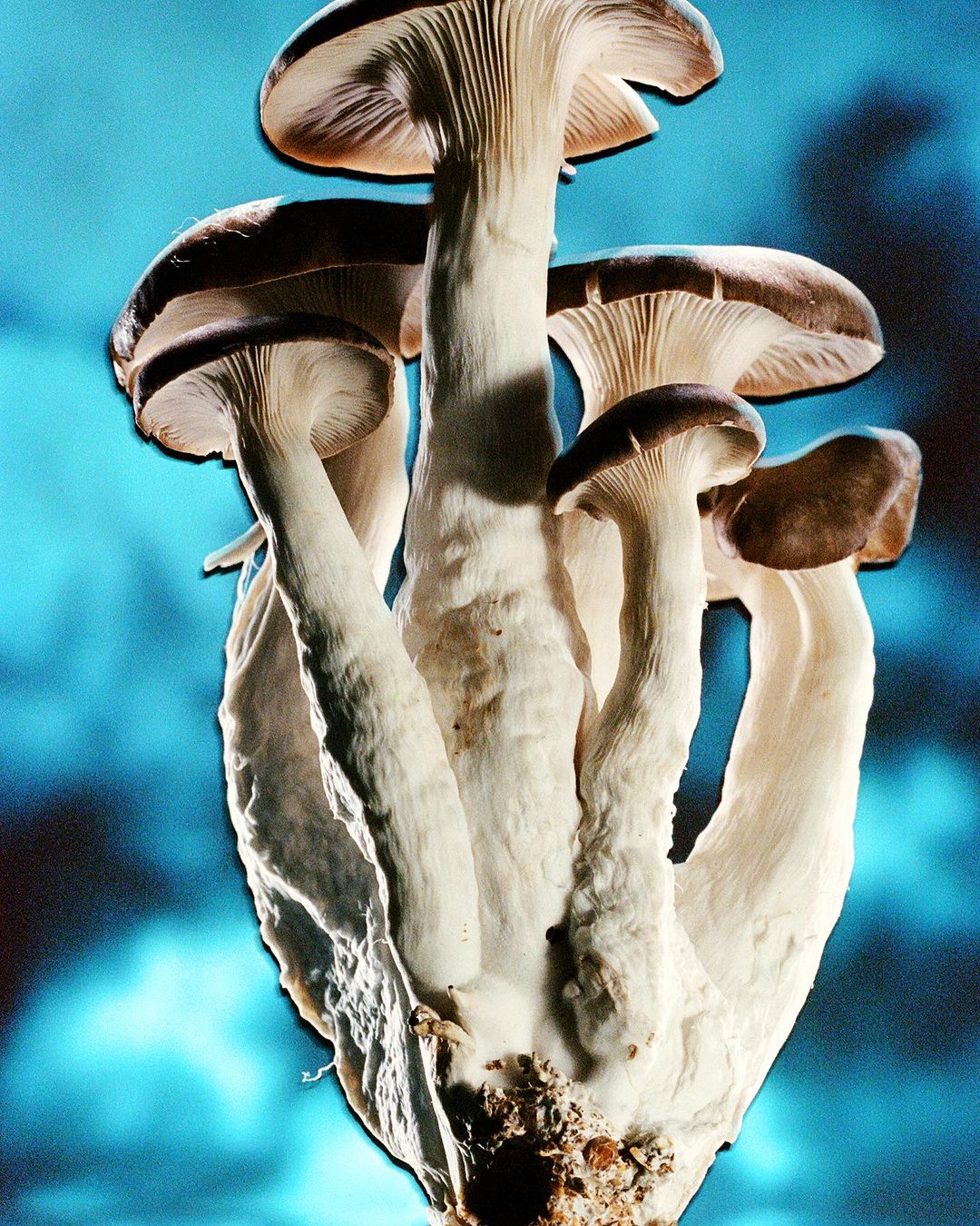 Loose Joints |  Aug. 23