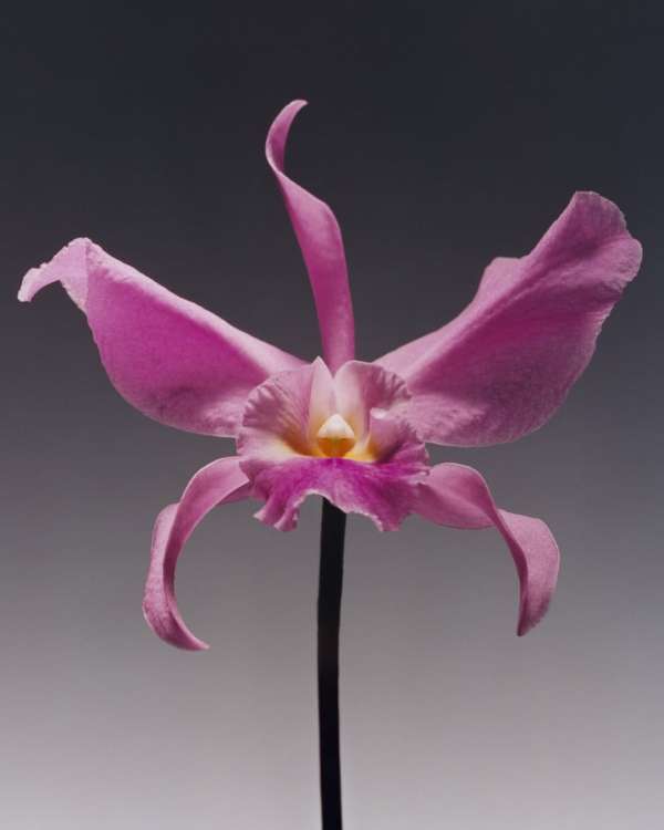 @dior SS 2026 haute couture