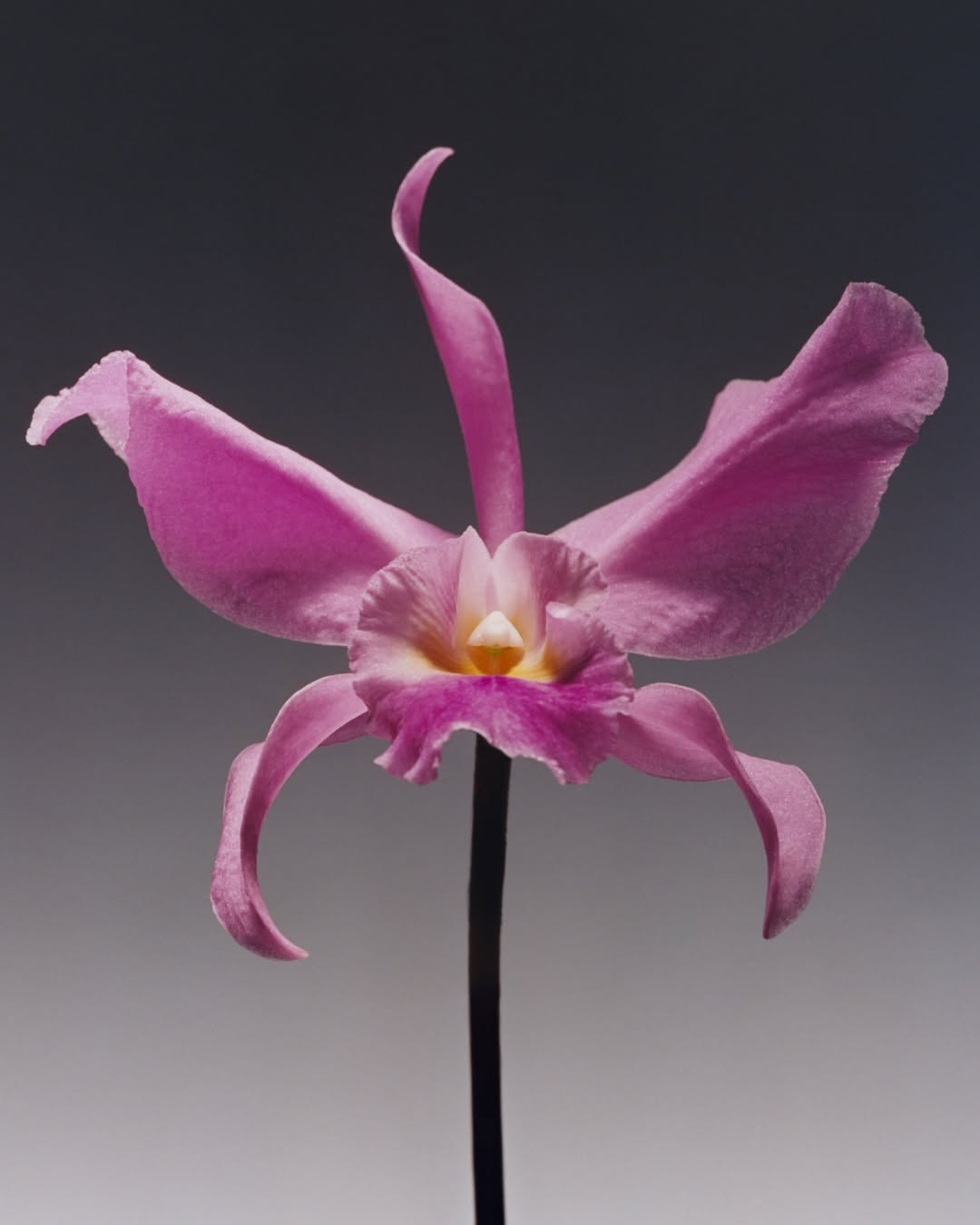 @dior SS 2026 haute couture